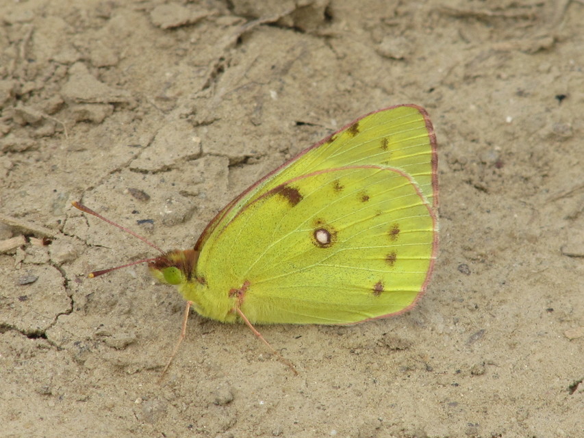 Colias erate - csángó-kéneslepke