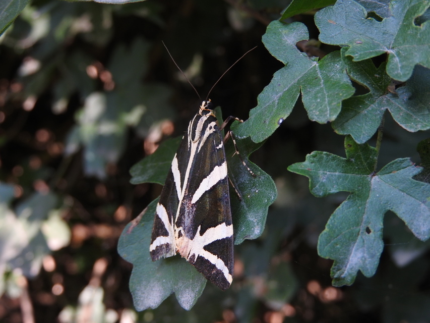 Euplagia quadripunctaria - csíkos medvelepke