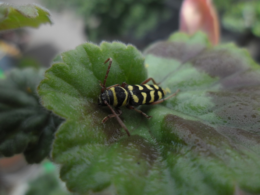 Echinocerus floralis - lucerna-darázscincér