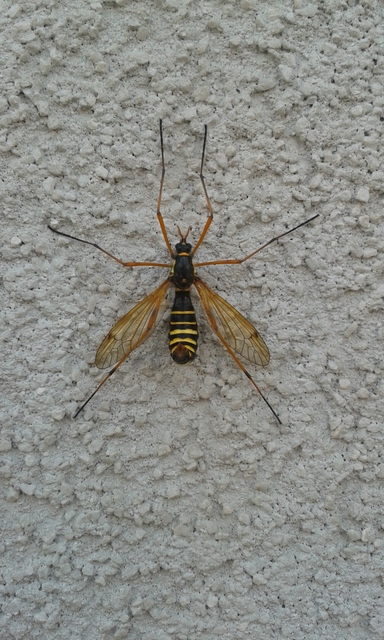 Ctenophora flaveolata