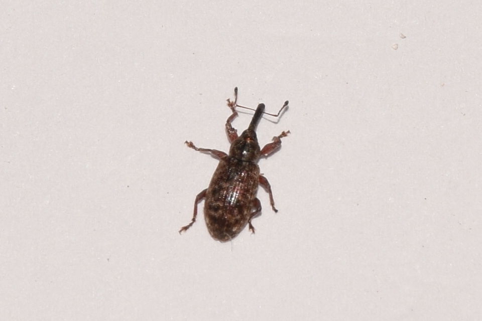 Dorytomus
