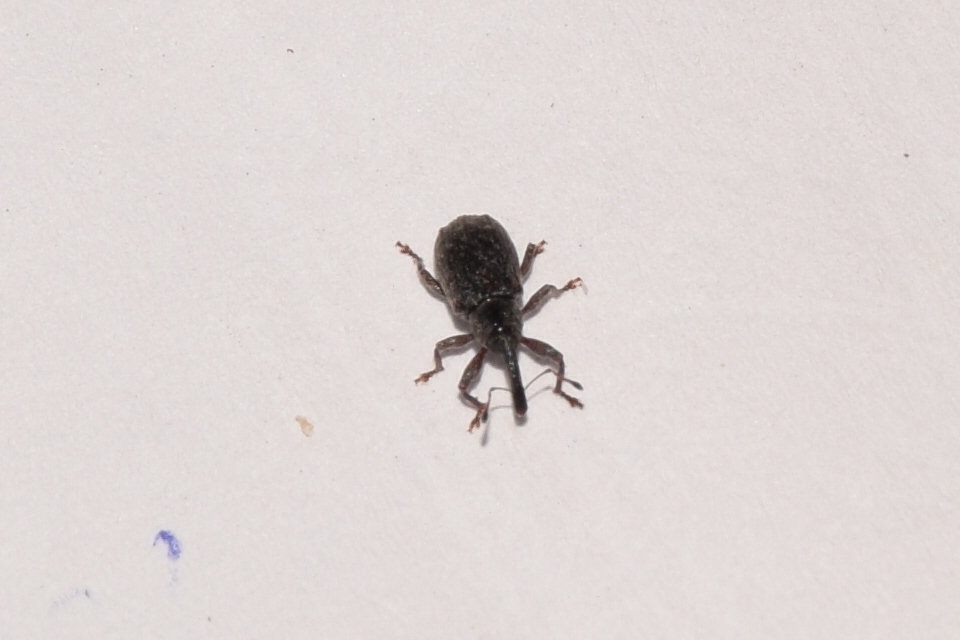 Dorytomus