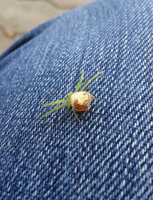Ebrechtella tricuspidata - alakoskodó karolópók