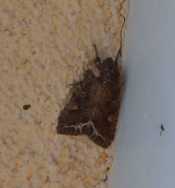 Lacanobia oleracea - saláta-kertibagoly