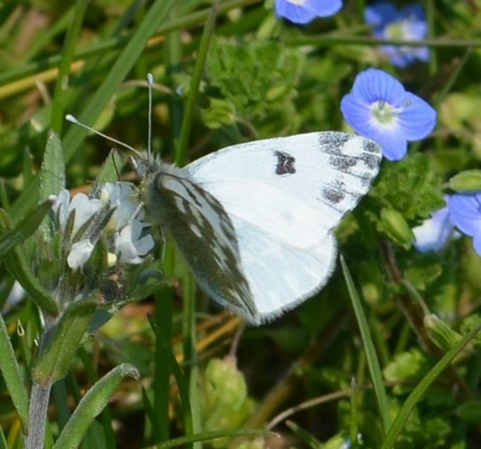 Pontia edusa - rezedalepke