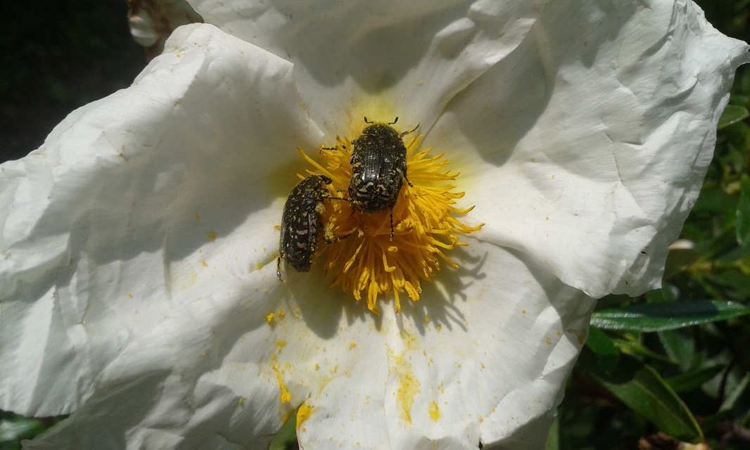 Oxythyrea funesta - sokpettyes virágbogár