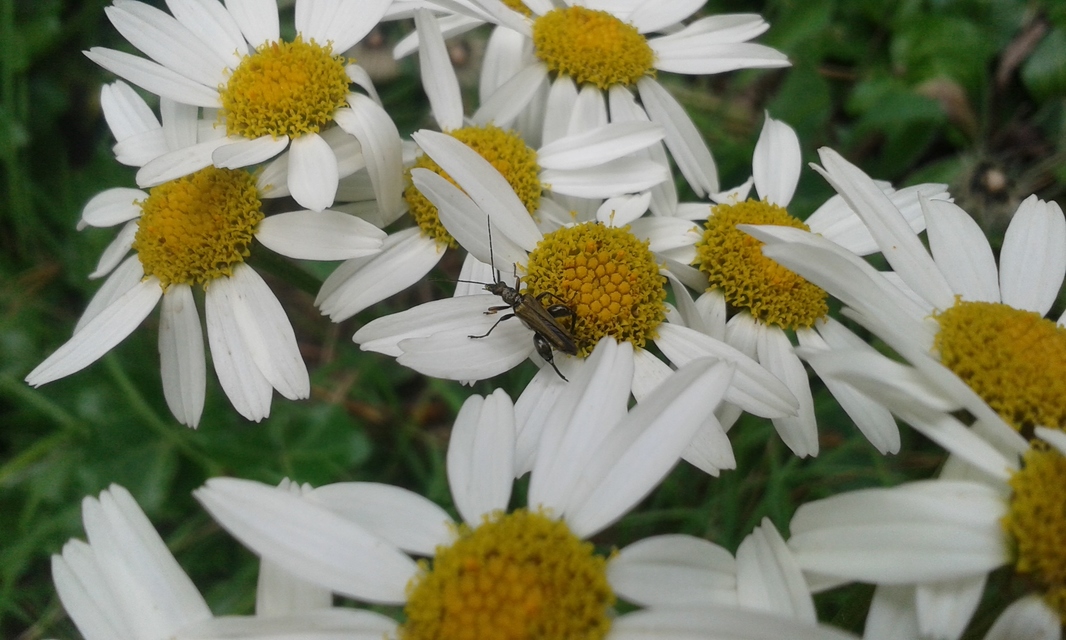 Oedemera flavipes - sárgalábú álcincér Oedemera flavipes - sárgalábú álcincér