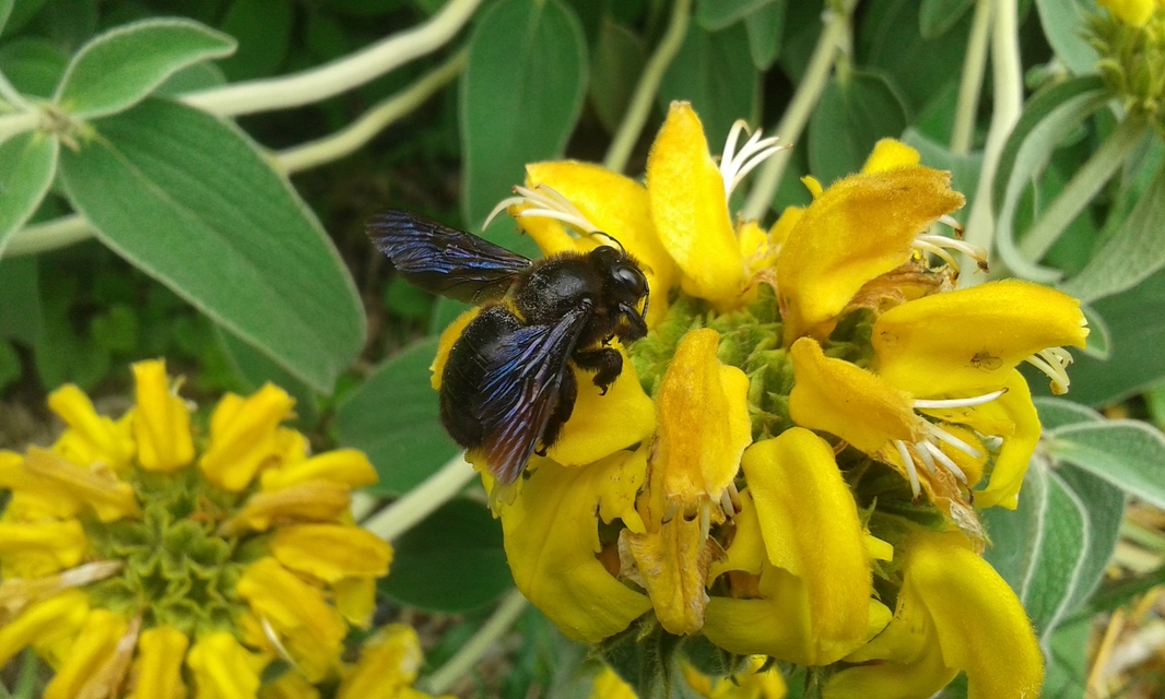 Xylocopa violacea - kék fadongó