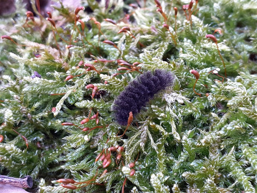 Amata phegea - fehérpettyes álcsüngőlepke