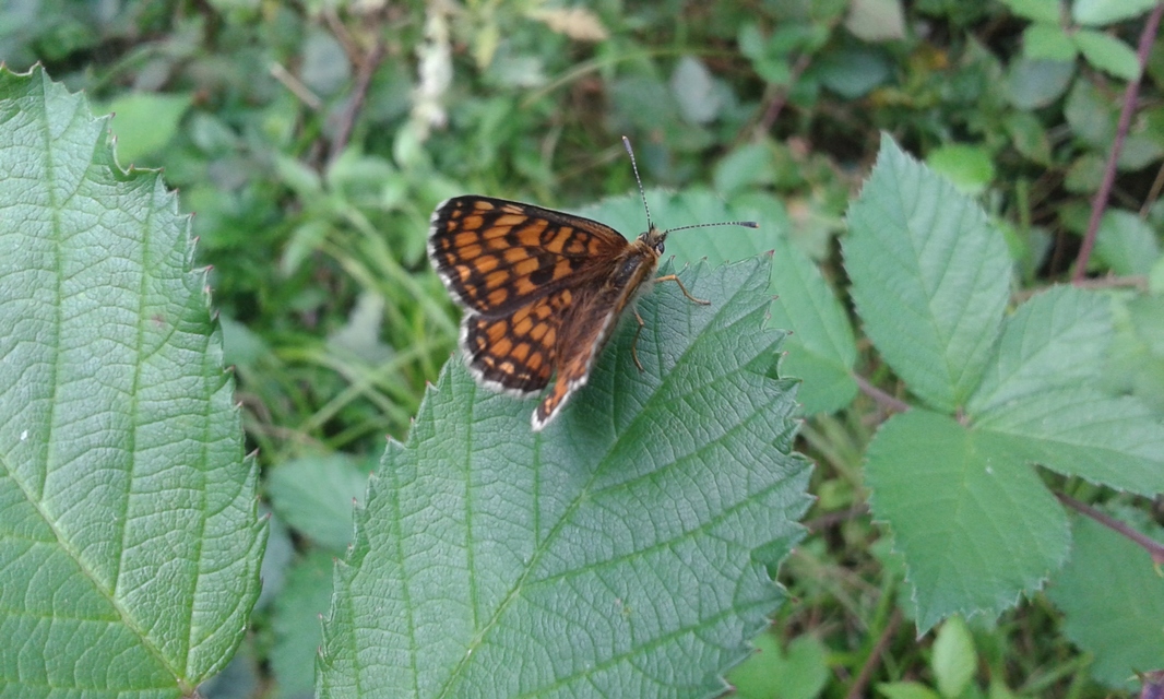 Melitaea athalia - közönséges tarkalepke