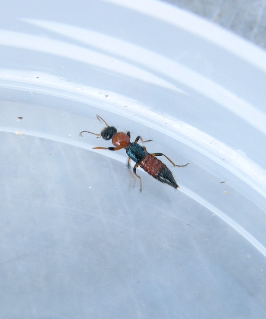 Paederus