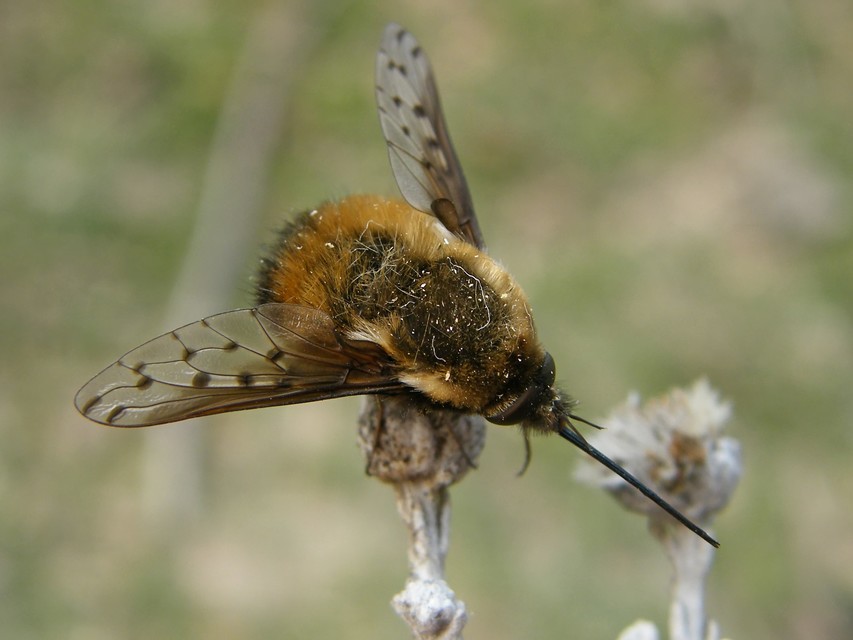 Bombylius discolor - feketefarú pöszörlégy