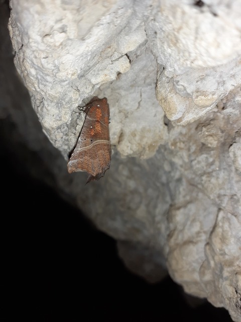 Scoliopteryx libatrix - vörös csipkésbagoly
