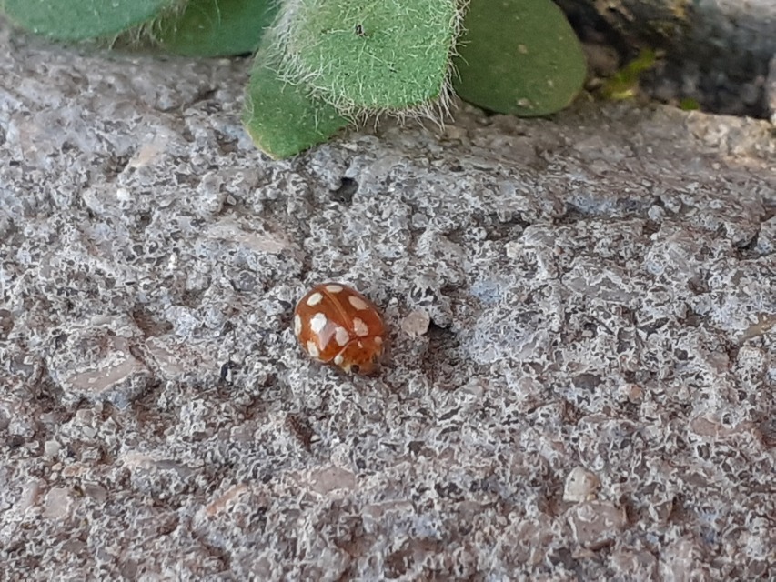 Vibidia duodecimguttata - tizenkétcseppes füsskata