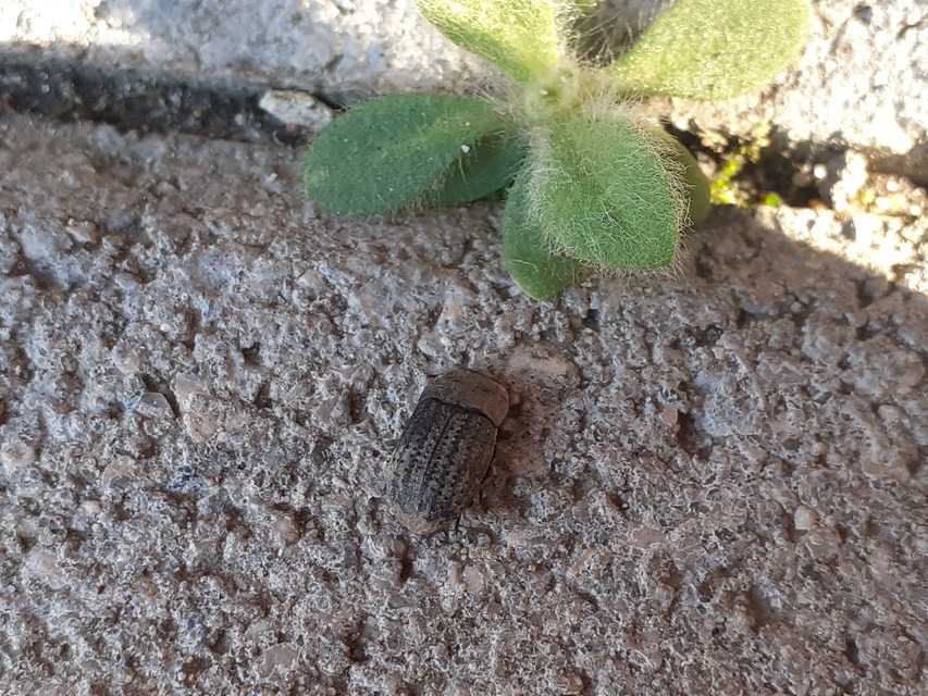 Opatrum sabulosum - sároshátú gyászbogár