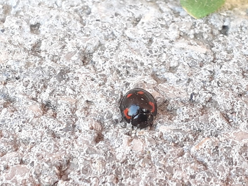 Exochomus quadripustulatus - négyfoltos szerecsenkata
