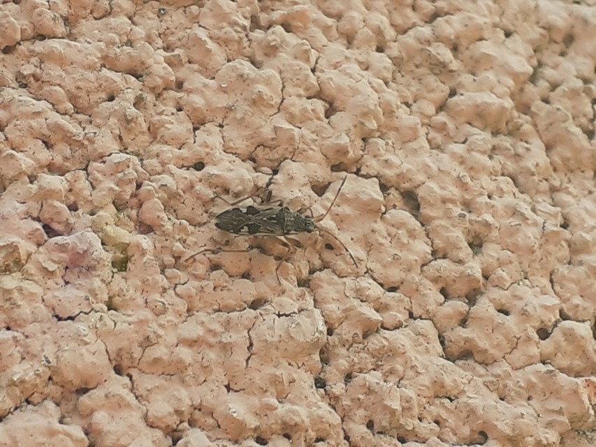 Beosus maritimus - homoki bodobács