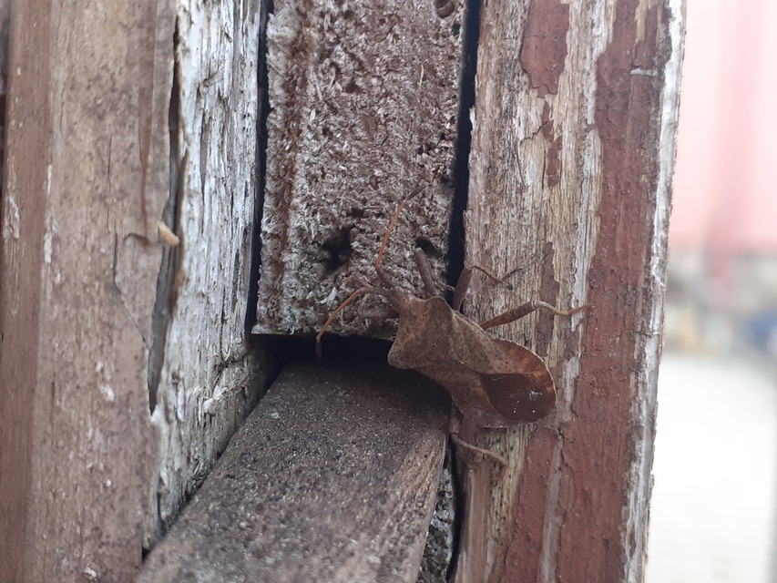 Coreus marginatus - közönséges karimáspoloska