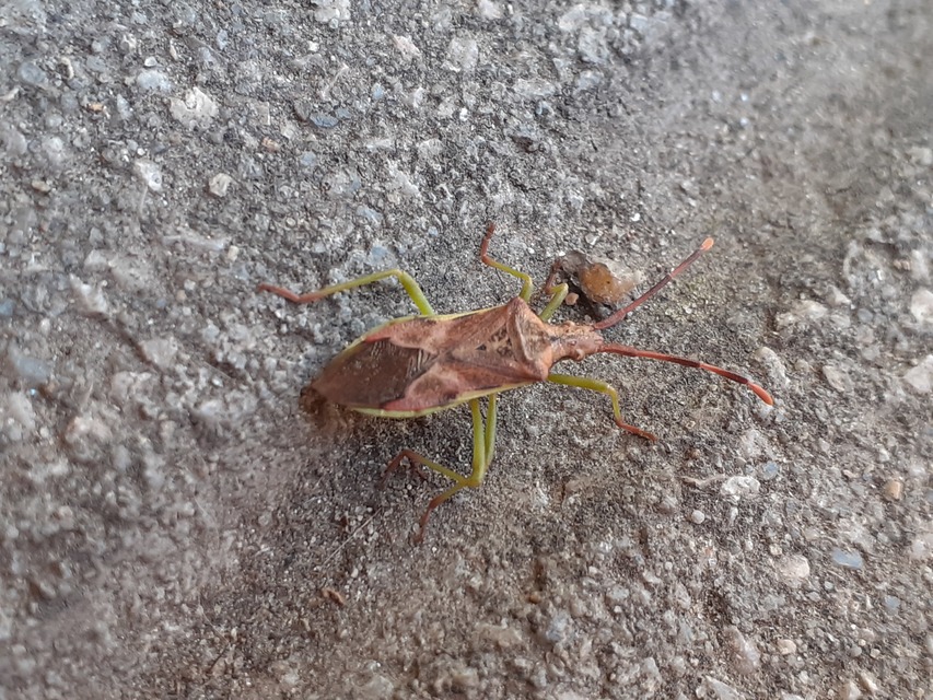 Gonocerus juniperi - boróka-karimáspoloska