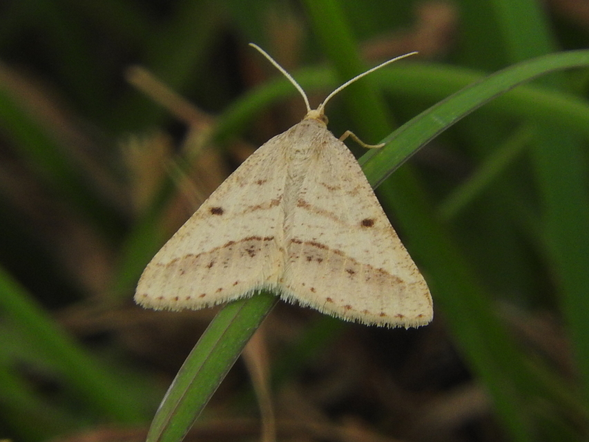 Tephrina arenacearia - lucerna-araszoló