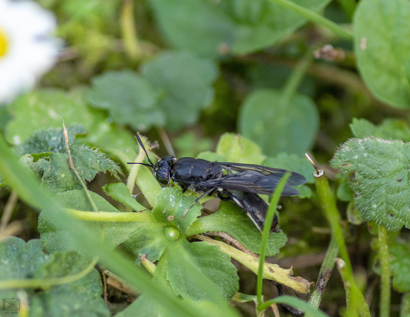 Hermetia illucens