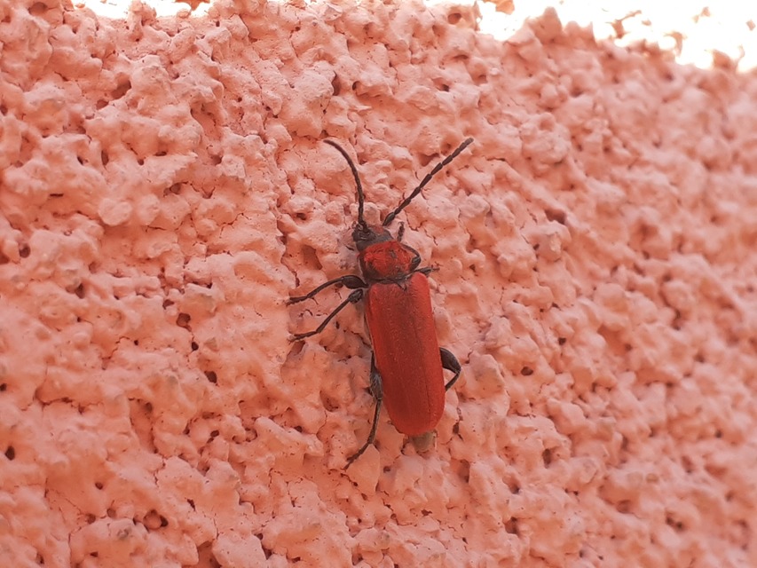 Pyrrhidium sanguineum - tűzpiros facincér