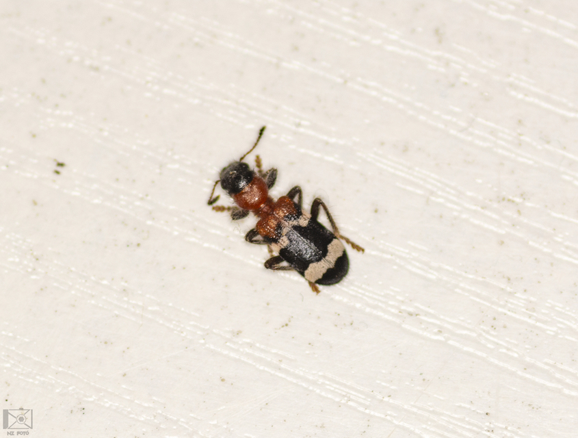 Thanasimus formicarius - vörösnyakú szúfarkas