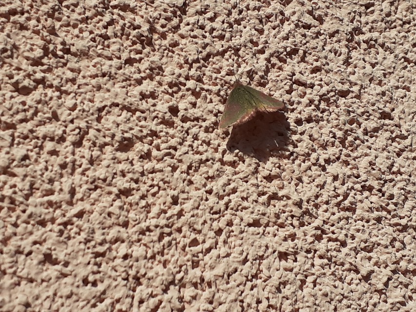 Lythria purpuraria - bíborsávos araszoló