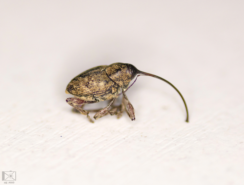 Curculio glandium - tölgymakkzsuzsóka