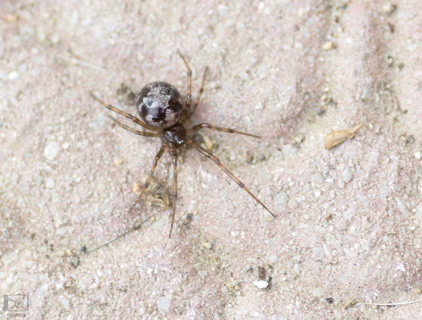 Steatoda triangulosa - háromszöges faggyúpók