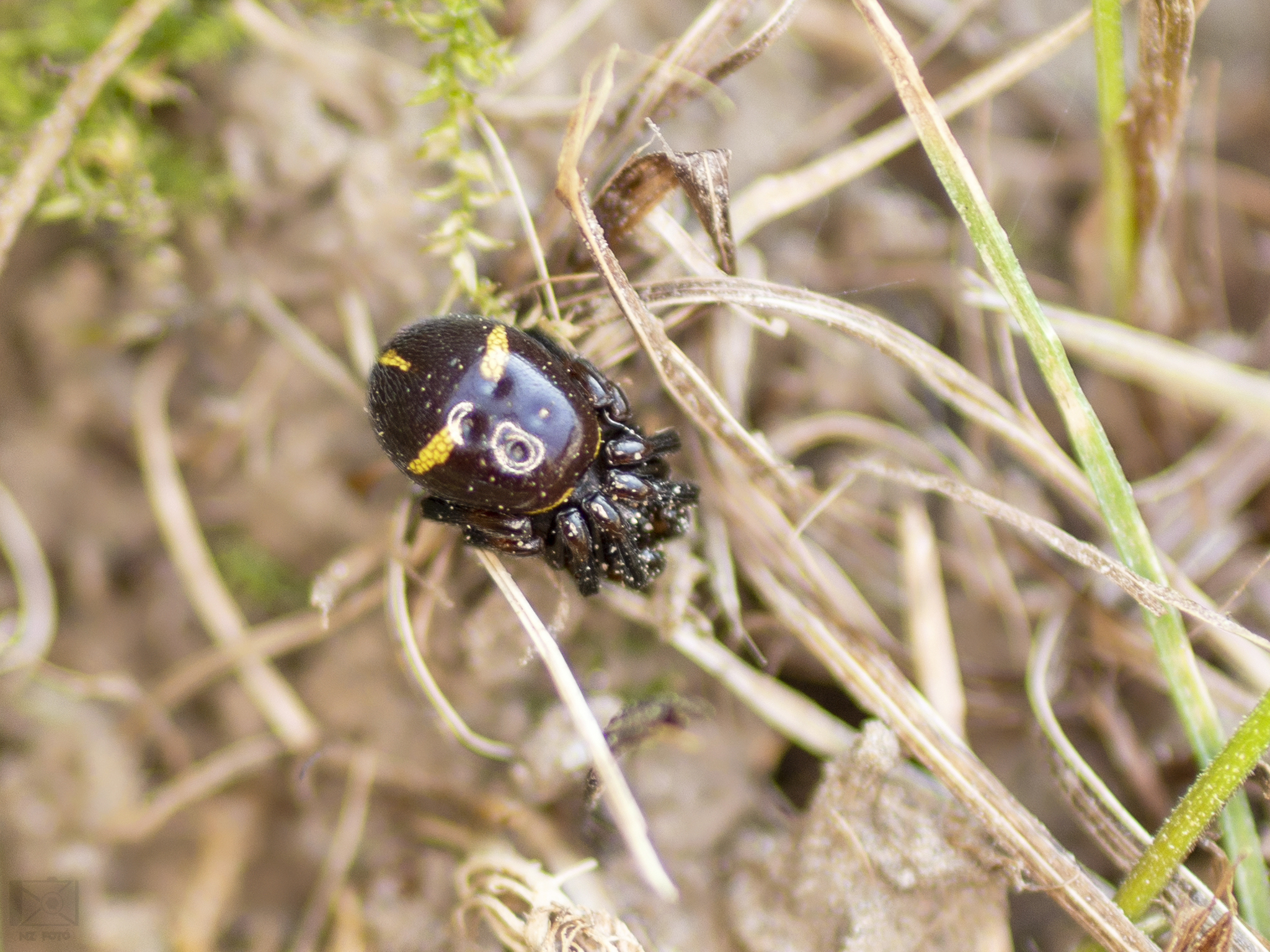 Asagena phalerata/meridionalis