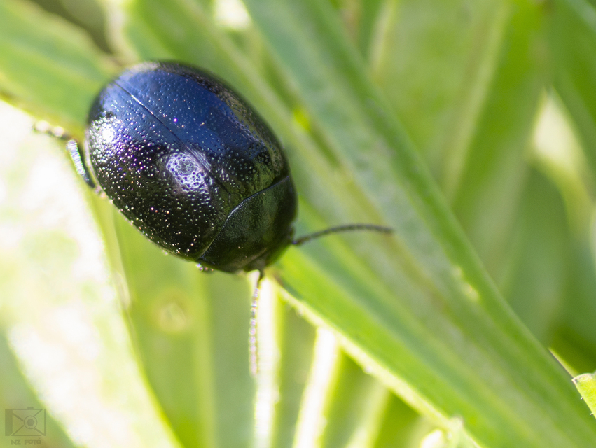 Chrysolina haemoptera - mezei levélbogár