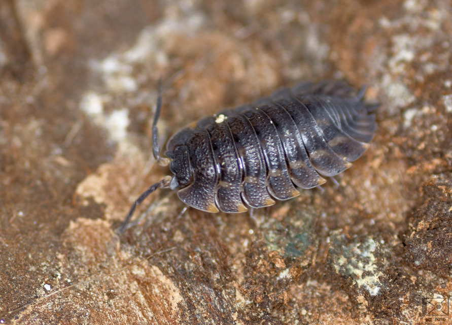 Trachelipus ratzeburgii - lebenyes ászka