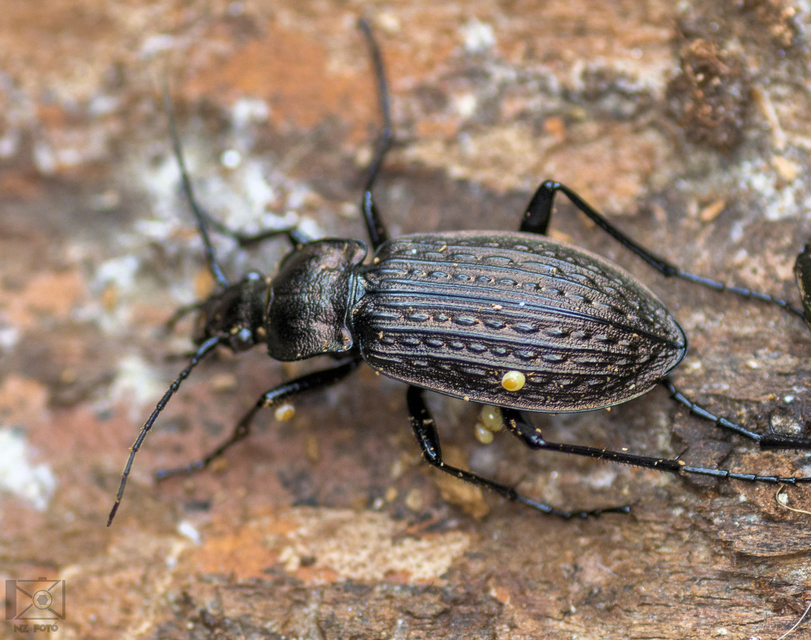 Carabus granulatus - mezei futrinka