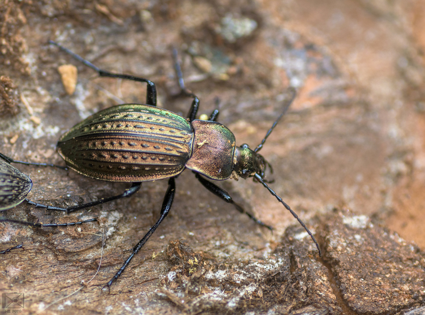 Carabus cancellatus - ragyás futrinka