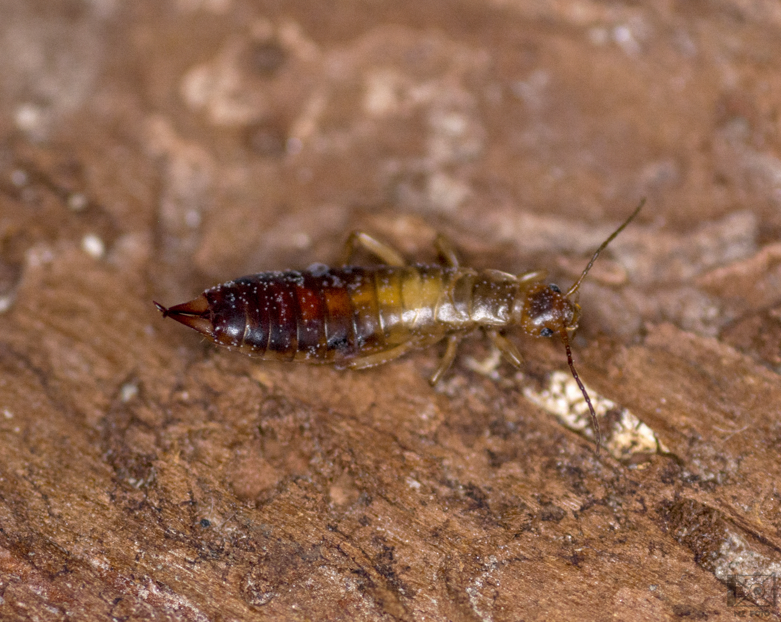 Chelidurella acanthopygia  - erdei fülbemászó