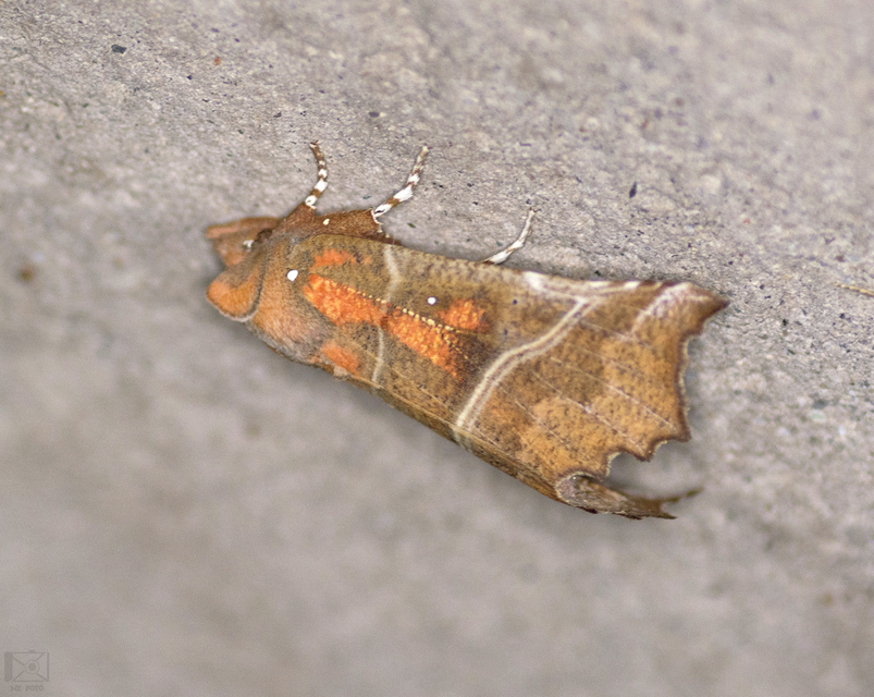 Scoliopteryx libatrix - vörös csipkésbagoly