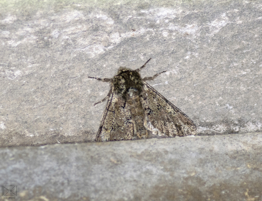 Biston strataria - barnapettyes araszoló