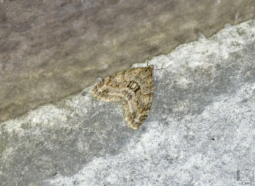 Trichopteryx polycommata - kőrisfa-lebenyesaraszoló