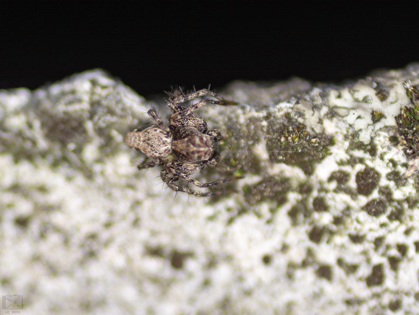 Oxyopes ramosus