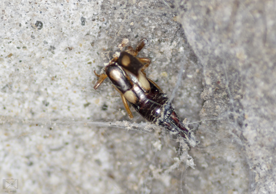 Forficula smyrnensis - szmirnai fülbemászó
