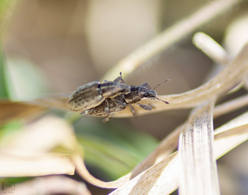 Sitona humeralis - lucerna-csipkézőbogár