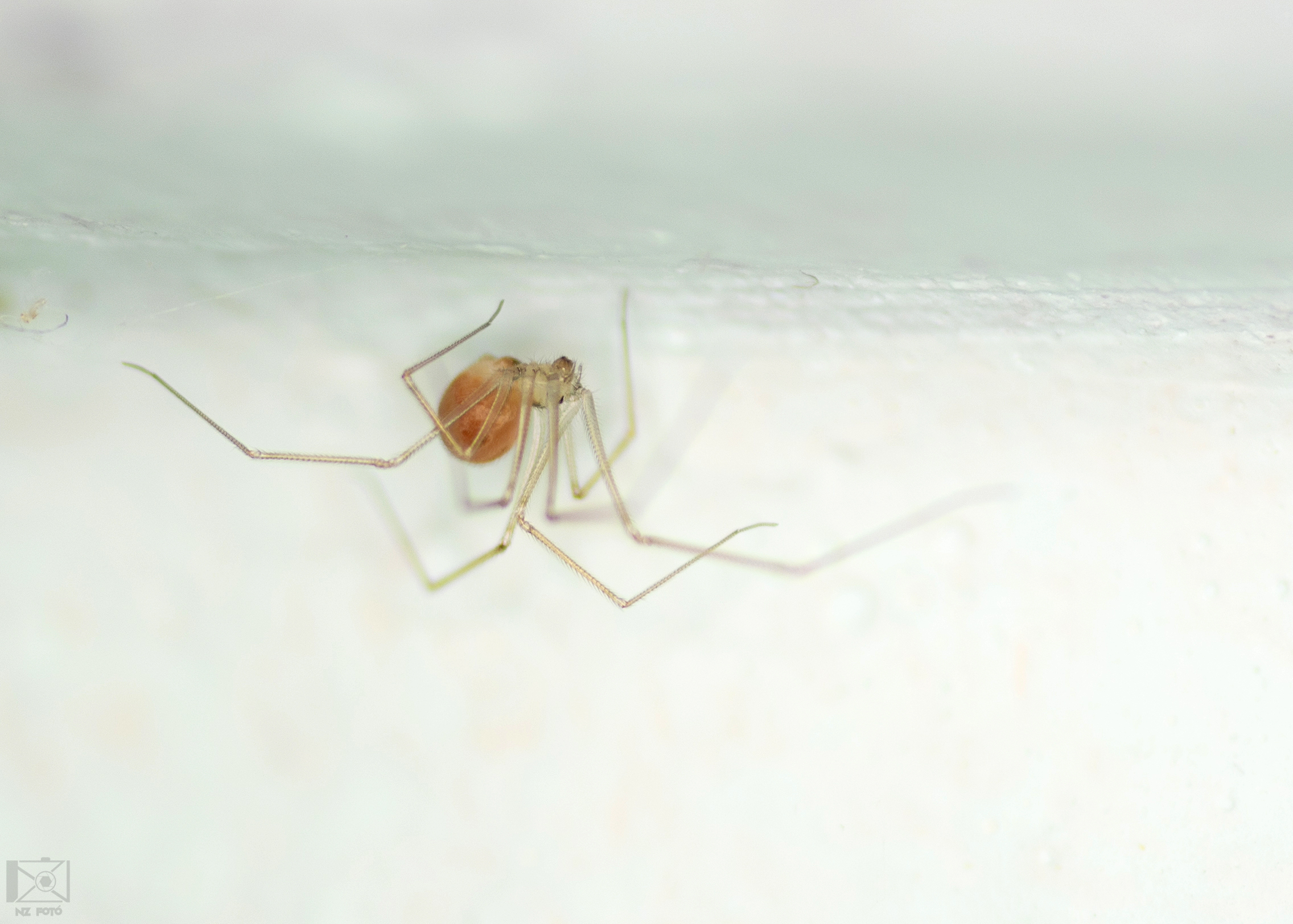 Spermophora senoculata - sápadt kis-álkaszáspók
