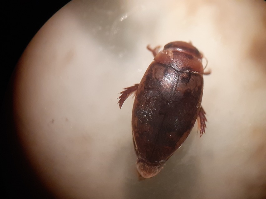Laccophilus poecilus - tarka bukóbogár
