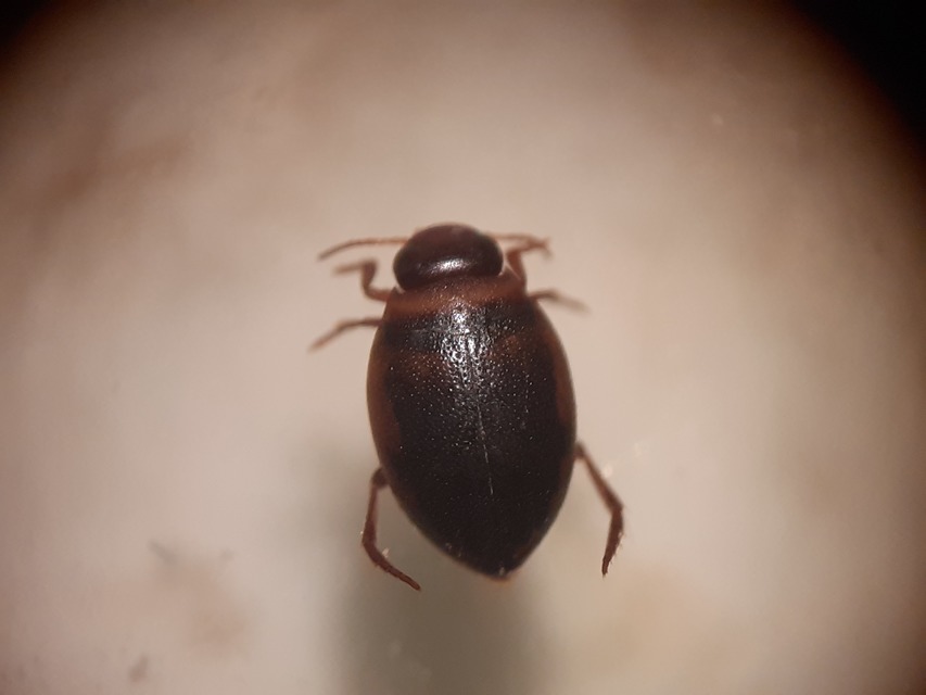 Hygrotus inaequalis - gyakori aprócsíkbogár