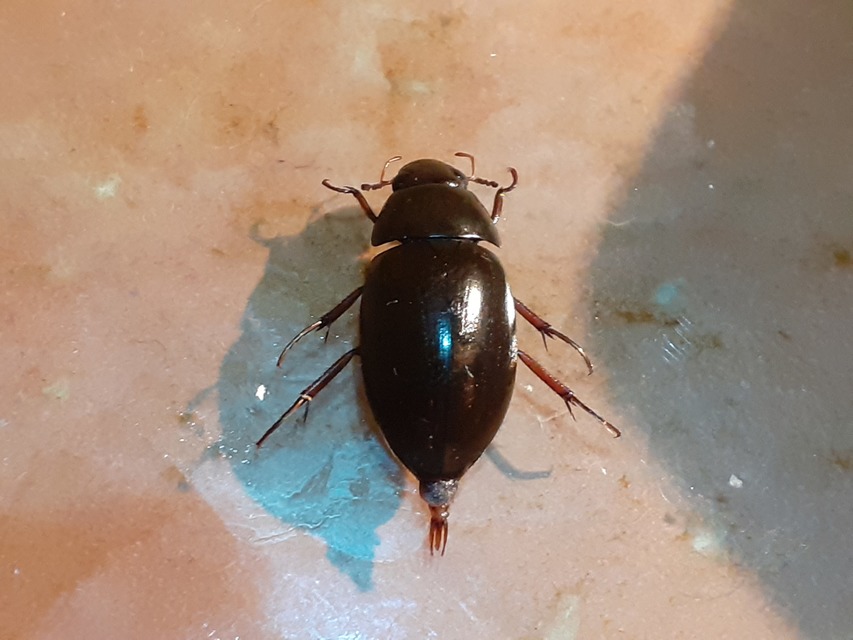 Hydrochara flavipes - sárgalábú csibor