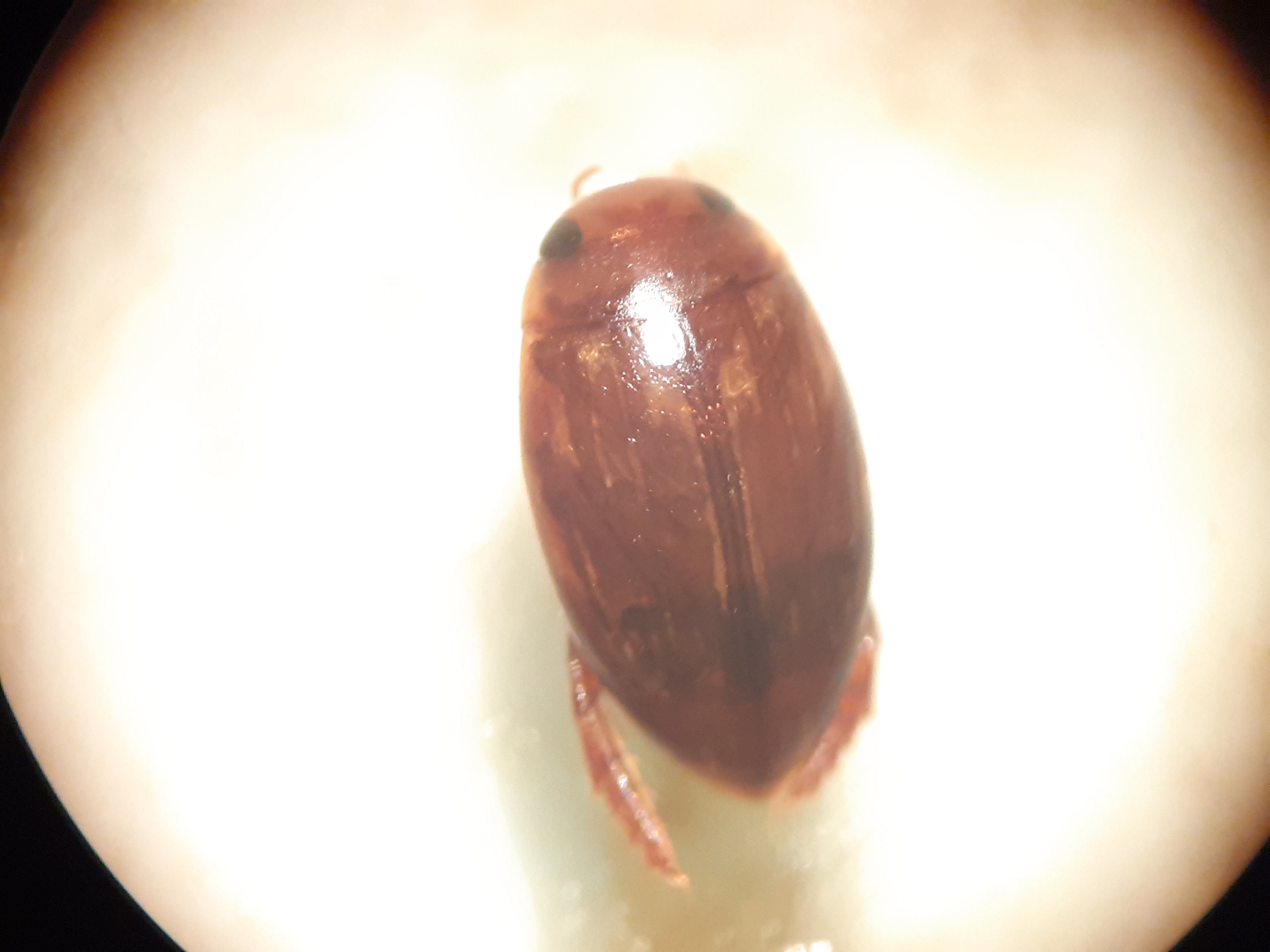 Laccophilus hyalinus - cirpelő bukóbogár