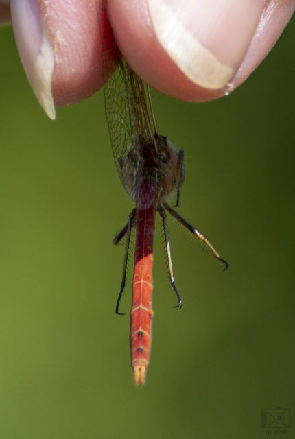 Sympetrum striolatum - harántsávos katona-szitakötő