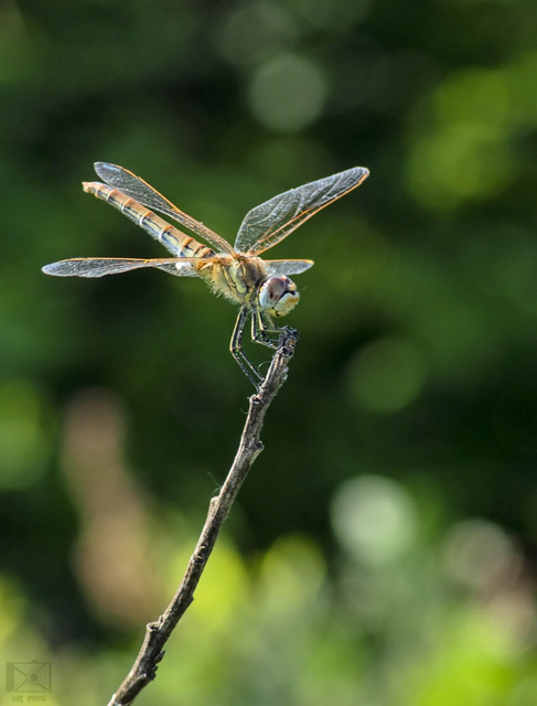 Sympetrum fonscolombii - vándor katona-szitakötő