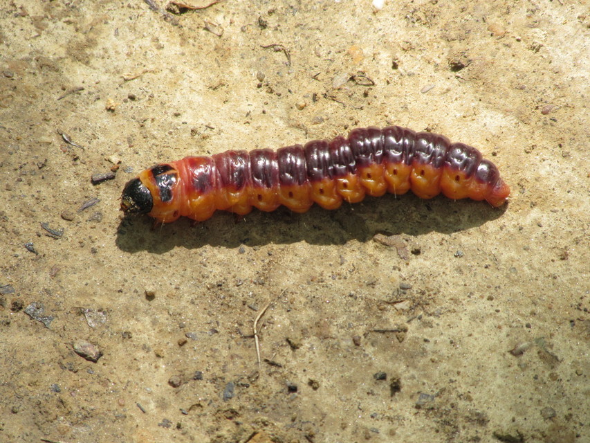 Cossus cossus - fűzfarontólepke